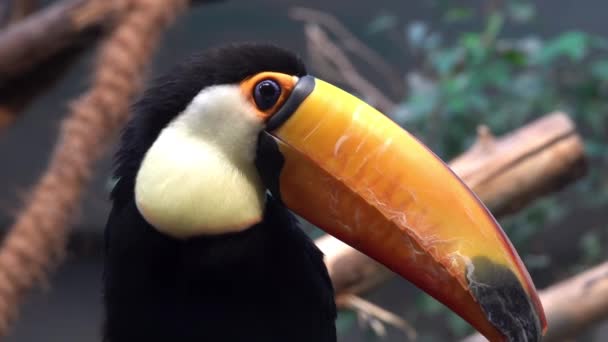 Toco toucan (Ramphastos toco) olarak da bilinen ortak, dev veya sadece toucan, Tukan aile içinde büyük ve muhtemelen en iyi bilinen tür var. Güney Amerika'da bulunan. — Stok video