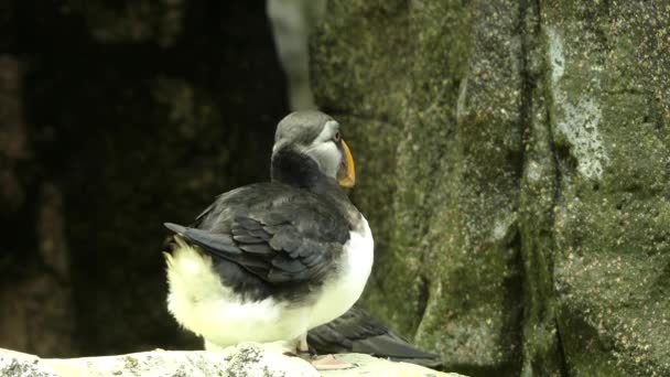 Atlantic puffin (Fratercula arctica), επίσης γνωστή ως κοινή θαλάσσιου πτηνού, είναι ένα είδος θαλασσοπούλια auk οικογένειας. Είναι μόνο puffin μητρική Ατλαντικό Ωκεανό. — Αρχείο Βίντεο