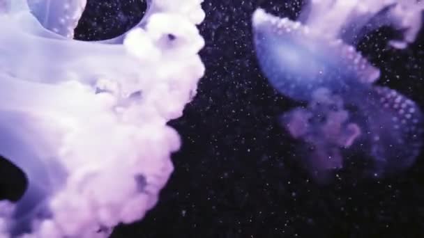 Phyllorhiza аорту є видів медузи, також відомий як плаваюча Белл, Австралійський плямистий медуз або білий плямистий медузи. Вона є рідною для тихого від Австралії до Японії. — стокове відео