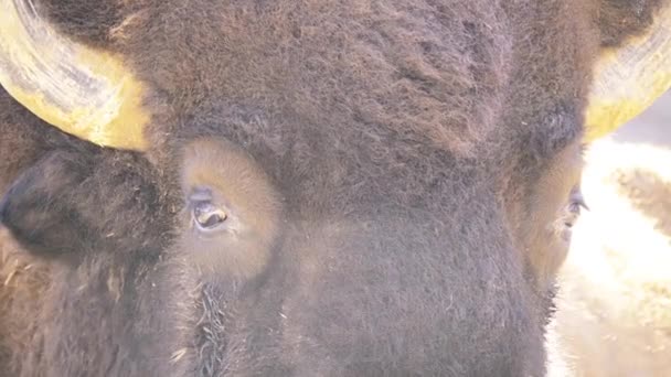 American bison eller helt enkelt bison, även känd som amerikansk buffel eller helt enkelt buffel, är nordamerikanska arter av bison som en gång strövade gräsmarker med Nordamerika i massiva besättningar. — Stockvideo