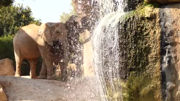 アフリカのブッシュゾウ (アフリカゾウ)、アフリカのサバンナの象とも呼ばれますはアフリカ象の 2 種の大きい. — ストック動画