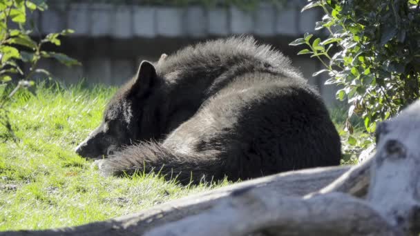 Lobo gris (Canis lupus), también conocido como lobo de madera o lobo occidental, es un canino nativo de las áreas salvajes y remotas de Eurasia y América del Norte. . — Vídeo de stock
