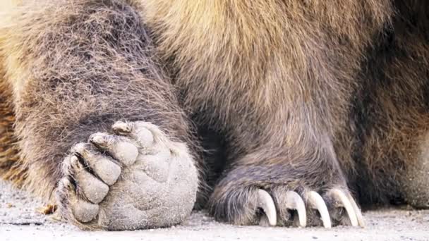 Medvěd hnědý (Ursus arctos) je medvěd, který se nachází přes velkou část Severní Eurasie a Severní Ameriky. — Stock video