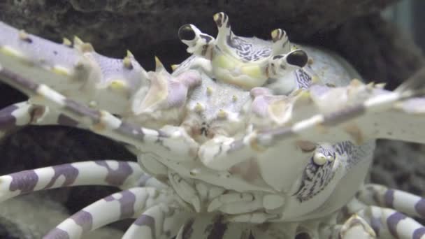 Las langostas espinosas, también conocidas como langustas, langouste o langostas de roca, son una familia (Palinuridae) de unas 60 especies de crustáceos aquelados, en Decapoda Reptantia. . — Vídeo de stock