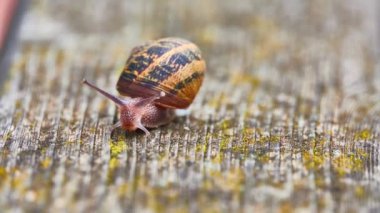 Helix pomatia, yaygın olarak bilinen adıyla Roma salyangozu, Burgundy salyangozu, yenilebilir salyangoz veya salyangoz, Helicidae familyasından büyük, yenilebilir, hava soluyan kara salyangozu, karasal pulmonat yumuşakçaağaç türü..