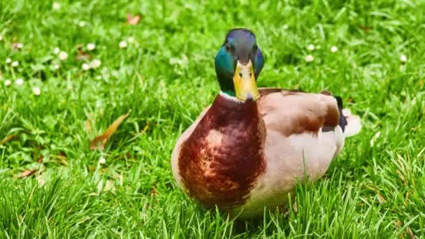 Mallard (Anas platyrhynchos) es un pato salteador perteneciente a la subfamilia Anatinae de la familia Anatidae. Las aves macho (drakes) tienen una cabeza verde brillante y son grises en las alas y el vientre mientras . — Vídeos de Stock