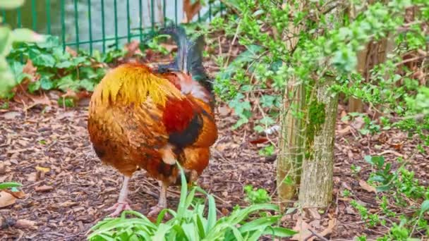 Kogut, znany również jako kogut lub kogut, to samiec ptaka żółtawego, zwykle samiec kurczaka (Gallus gallus domesticus). — Wideo stockowe