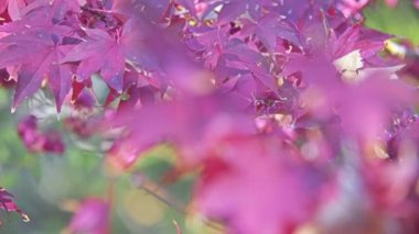 Acer palmatum palmate akçaağaç, Japonca akçaağaç veya düzgün Japonca-akçaağaç (irohamomiji veya momiji) bilinen, odunsu bitki Japonya, Çin, Kore, Moğolistan ve Rusya için yerel familyasından.