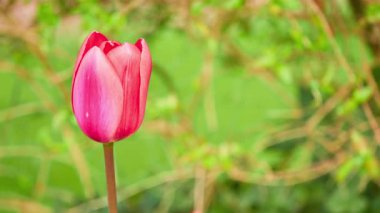 Laleler (Tulipa) bahar çiçekleri açan bitkisel bitkisel soğanlı jeofitler (depolama organı olarak ampuller) cinsini oluştururlar. Tulip, Liliaceae (zambak) ailesinin bir üyesidir..