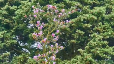 Magnolia soulangeana, Magnolia ve Magnoliaceae familyasından bir bitki türü. Beyaz, pembe ve mor tonlarında büyük, erken çiçek açan yapraklı bir ağaçtır..