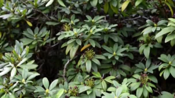 Rhododendron ponticum pontuszi, vagyis a Rhododendron Dél-Európában és Délnyugat-Ázsiában őshonos fajok. — Stock videók