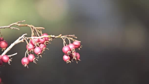 山楂 prunifolia (阔叶 Cockspur 刺) 是小, 紧凑的树容忍几乎所有站点和以三兴趣季节做伟大的植物为多数地点. — 图库视频影像