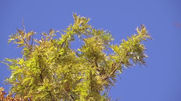 Grevillea robusta, közismert nevén a déli selymes tölgy, tölgy selyem vagy selymes tölgy vagy ausztrál silver tölgy, a legnagyobb faj nemzetség Grevillea a család Proteaceae. — Stock videók