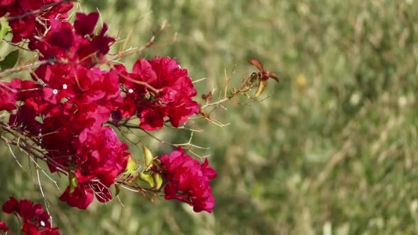 Bougainvillea da buganvilla, bugambilia, bouganvilla, pokok bunga kertas, bougenville, Napolyon, jahanamiya, veranera, trinitaria, Santa Rita, papelillo veya primavera olarak bilinir. — Stok video