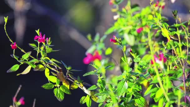 Salvia microphylla (Baby sage, Graham je šalvěj, šalvěj černý rybíz) je vytrvalá keř vyskytující se v přírodě v jihovýchodní Arizoně a hory východní, západní a Jižní Mexiko. — Stock video