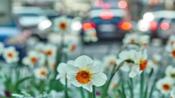Narcissus (daffodil, daffadowndilly, narcissus, y jonquil) es un género de plantas perennes de la familia Amaryllidaceae.. — Vídeos de Stock
