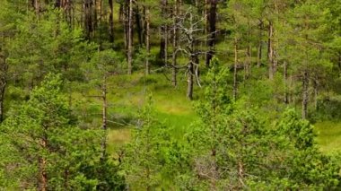 Lahemaa, Estonya Viru Raba bataklık alanında Panoraması.