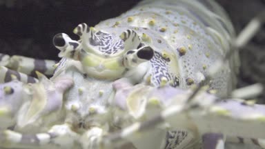 Spiny ıstakoz, olarak da bilinen langustas, langouste veya rock ıstakoz, (Palinuridae) Decapoda Reptantia içinde achelate kabuklu yaklaşık 60 türlerin aileyiz.