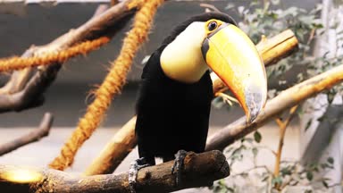 Toco toucan (Ramphastos toco) olarak da bilinen ortak, dev veya sadece toucan, Tukan aile içinde büyük ve muhtemelen en iyi bilinen tür var. Güney Amerika'da bulunan.