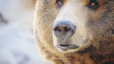 Boz ayı (Ursus arctos) çok Kuzey Avrasya ve Kuzey Amerika bulunan ayıdır.