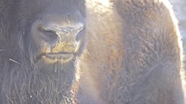 Amerikan bizon veya sadece bison da yaygın Amerikan buffalo ya da sade bir şekilde buffalo, bilinen, Kuzey Amerika'nın meralar büyük sürüler halinde bir kez dolaştı bizon Kuzey Amerika familyasından.