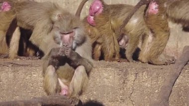 Babunlar, Afrika 'nın belirli bölgelerinde ve Arap Yarımadası' nda doğal olarak bulunan Cercopithecinae alt familyasının bir parçası olan Papio cinsine ait Eski Dünya maymunlarıdır..
