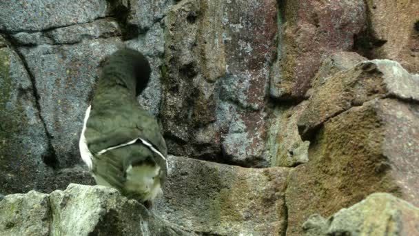 Razorbill (Alca torda) es un ave marina colonial que llega a la tierra solo para reproducirse. Este pájaro ágil elige una pareja de por vida, las hembras ponen un huevo por año . — Vídeo de stock