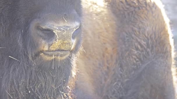 Amerikaanse bizon of gewoon bison, ook bekend als Amerikaanse buffalo of simpelweg buffalo, is Noord-Amerikaanse soorten bison die eenmaal graslanden van Noord-Amerika in enorme kuddes zwierven. — Stockvideo