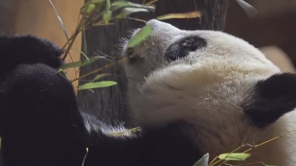 Giant panda (Ailuropoda melanoleuca, black and white cat-foot), also known as panda bear or simply panda, is bear native to south central China. — Stock Video