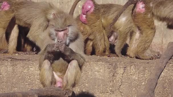 Бабуины - это обезьяны Старого Света, принадлежащие к роду Papio, часть подсемейства Cercopithecinae, которые обитают в очень специфических районах Африки и Аравийского полуострова. . — стоковое видео