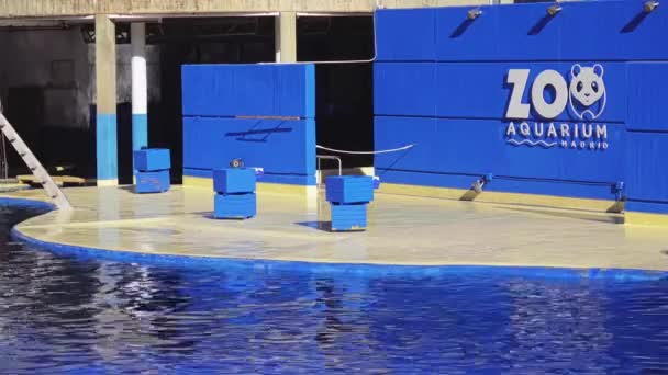 Madrid, Spanien - December 12 2017: Representation med delfiner i Zoo Aguarium. — Stockvideo