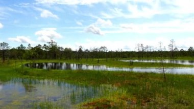 Lahemaa, Estonya Viru Raba bataklık alanında Panoraması.