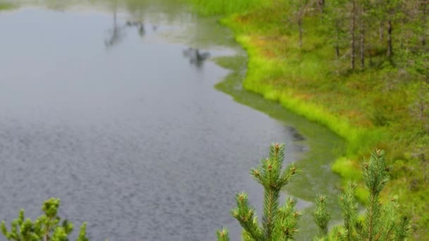 Panorama bagien pola w Viru Raba w Lahemaa, Estonia. — Wideo stockowe