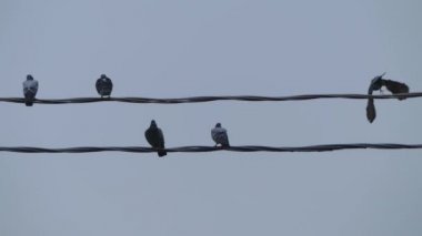 Grup gökyüzü karşı elektrik telleri üzerinde oturan güvercin.