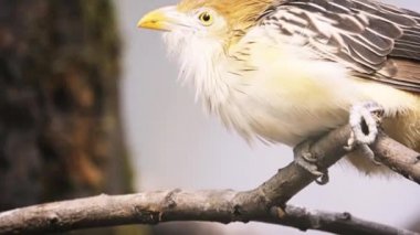 Doğu ve Güney açık ve yarı açık alanları Brezilya, Uruguay, Paraguay, Bolivya ve Kuzeydoğu Arjantin yaygın olarak bulunan sosyal, parazitik guguk kuşu Guira guguk kuşu (Guira guira) olduğunu.