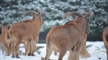 Berberi koyunu (Ammotragus lervia), Kuzey Afrika 'da kayalık dağlarda yetişen bir kapri türüdür. Ayrıca aoudad, waddan, arui ve arruis olarak da bilinir..