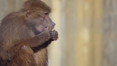 Babunlar, Afrika 'nın belirli bölgelerinde ve Arap Yarımadası' nda doğal olarak bulunan Cercopithecinae alt familyasının bir parçası olan Papio cinsine ait Eski Dünya maymunlarıdır..