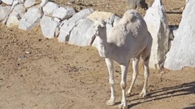 Dromedary Arap deve (Camelus dromedarius) olarak da bilinir, büyük, hatta parmaklı toynaklı ile sırtında bir kambur var. Dromedary deve üç tür küçüğüdür.