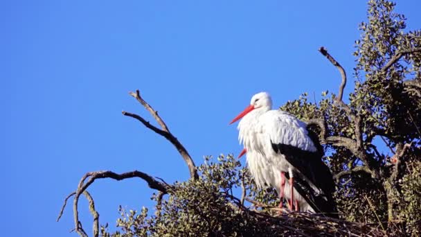 Vita storkar sitter i boet som är på höga träd, mot en blå himmel — Stockvideo