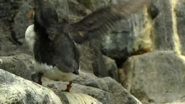 Atlantic puffin (Fratercula arctica), также известный как обыкновенный фугу, является видом морских птиц в семействах auk. Это только пуффин родной для Атлантического океана . — стоковое видео