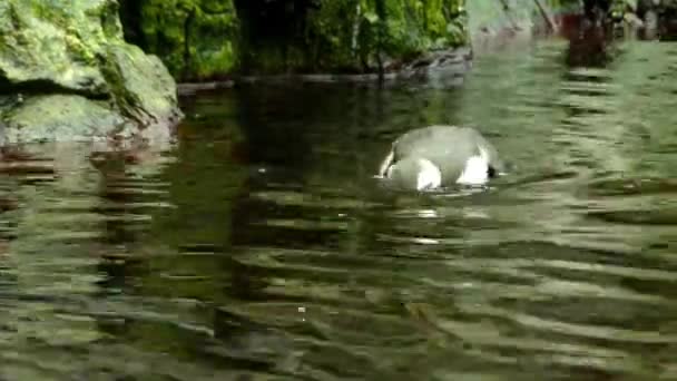 Murro comum ou guillemot comum (Uria aalge) é grande auk. Também é conhecido como murro de bico fino na América do Norte. Tem distribuição circunpolar no Atlântico Norte e Pacífico Norte . — Vídeo de Stock