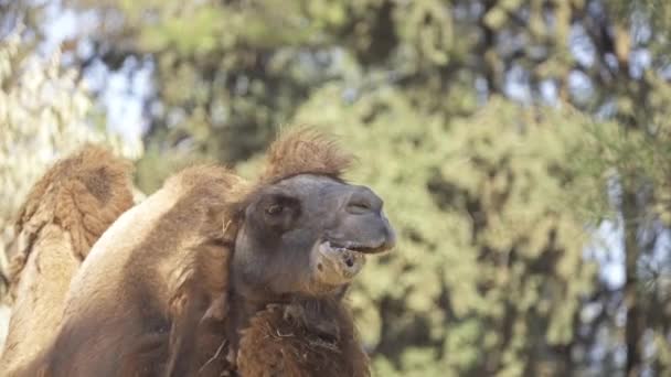 Baktriska kamelen (Camelus bactrianus) är stora, partåiga hovdjur native till stäpperna i Centralasien. Baktriska kamelen har två pucklar på ryggen, i motsats till singel-pucklar dromedar kamel. — Stockvideo