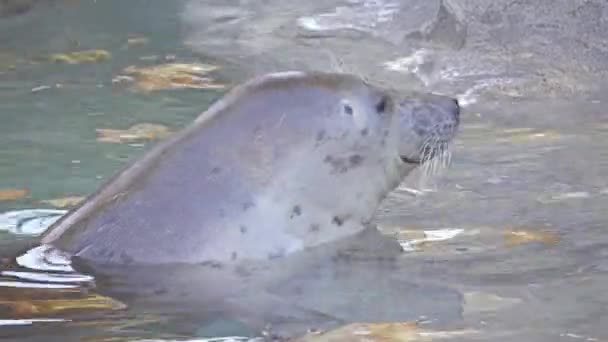 La foca gris (Halichoerus grypus, cerdo de mar de nariz enganchada) se encuentra en ambas orillas del Océano Atlántico Norte. Es un gran sello de la familia Phocidae o sellos verdaderos . — Vídeo de stock