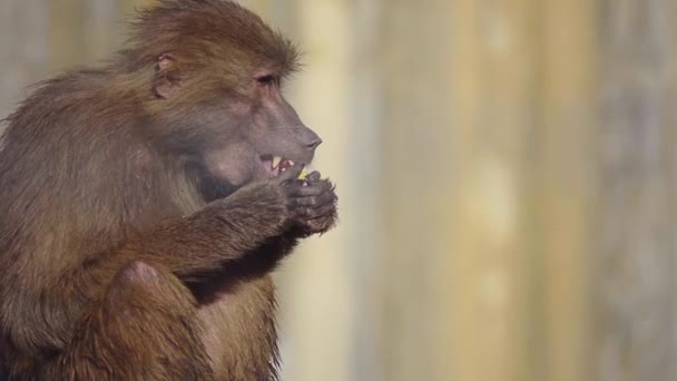 Babunlar, Afrika 'nın belirli bölgelerinde ve Arap Yarımadası' nda doğal olarak bulunan Cercopithecinae alt familyasının bir parçası olan Papio cinsine ait Eski Dünya maymunlarıdır.. — Stok video