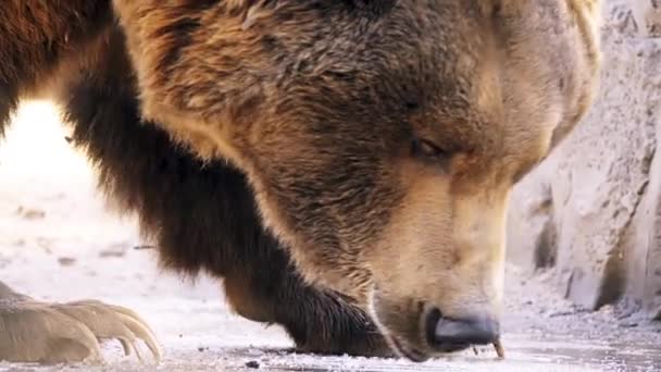 Bruine beer (Ursus arctos) is beer die is gevonden in heel veel van noordelijk Eurazië en Noord-Amerika. — Stockvideo