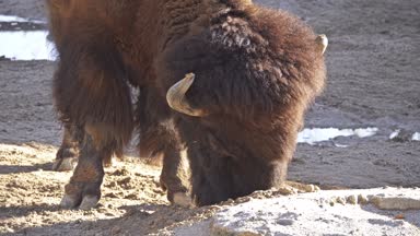 Amerikan bizon veya sadece bison da yaygın Amerikan buffalo ya da sade bir şekilde buffalo, bilinen, Kuzey Amerika'nın meralar büyük sürüler halinde bir kez dolaştı bizon Kuzey Amerika familyasından.
