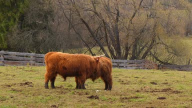 Yayla İskoç sığır ırkı sığırlar. Onlar uzun boynuzları ve renkli siyah, brindle, kırmızı, sarı, beyaz, gümüş veya dun vardır uzun dalgalı kat var ve onlar için öncelikle onların et yetiştirilir.