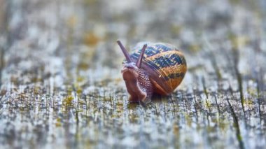 Helix pomatia, yaygın olarak bilinen adıyla Roma salyangozu, Burgundy salyangozu, yenilebilir salyangoz veya salyangoz, Helicidae familyasından büyük, yenilebilir, hava soluyan kara salyangozu, karasal pulmonat yumuşakçaağaç türü..