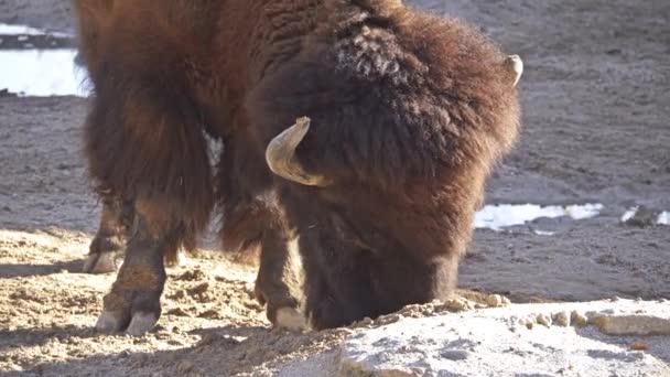 El bisonte americano o simplemente bisonte, también conocido comúnmente como búfalo americano o simplemente búfalo, es una especie de bisonte norteamericano que una vez vagó por pastizales de América del Norte en manadas masivas. . — Vídeos de Stock