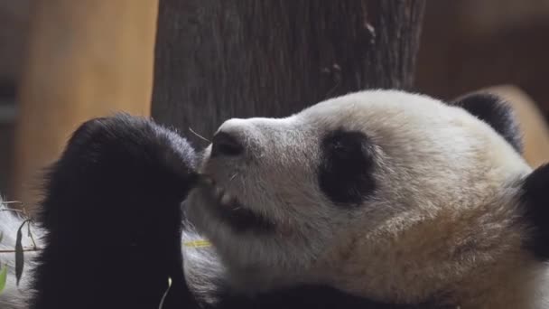 Panda gigante (Ailuropoda melanoleuca, gato-pé preto e branco), também conhecido como urso panda ou simplesmente panda, é urso nativo do centro-sul da China . — Vídeo de Stock